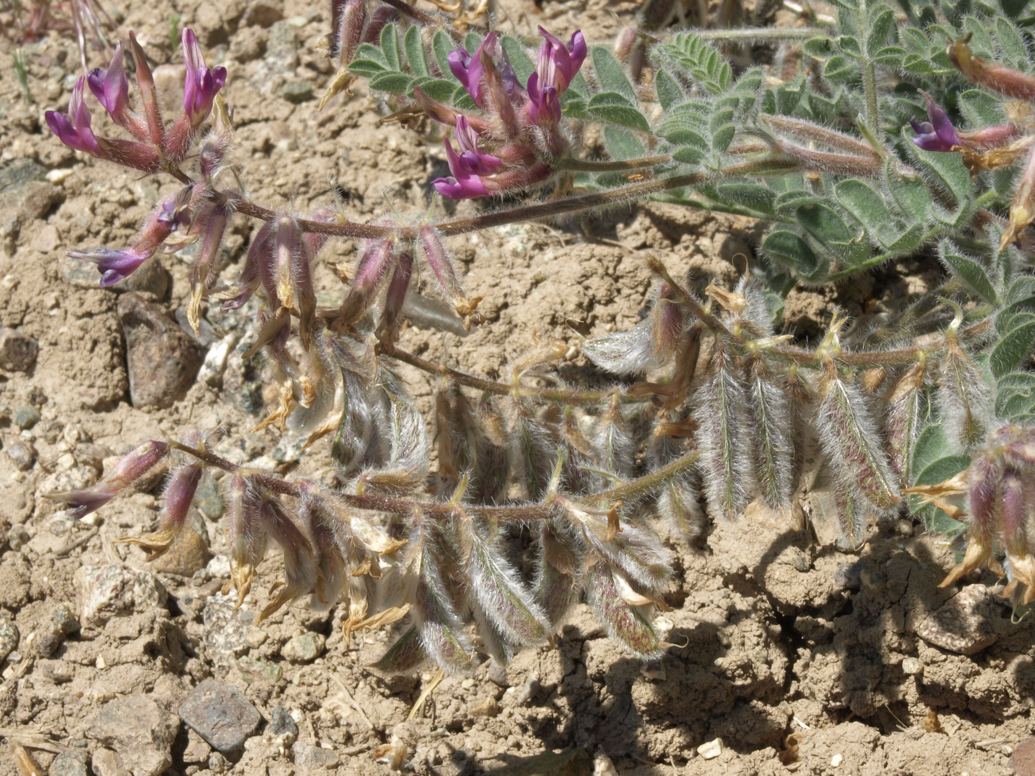Astragalus malacus