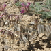 Shaggy Milkvetch - Photo (c) Jim Morefield, some rights reserved (CC BY)
