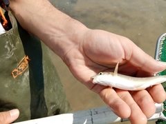 Luciobarbus albanicus