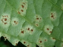 Puccinia komarovii