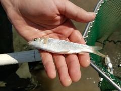 Luciobarbus albanicus