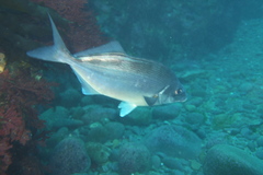 Latridopsis ciliaris