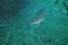 Latridopsis ciliaris