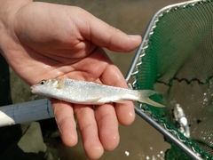 Luciobarbus albanicus