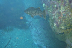 Aplodactylus arctidens