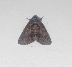 Pericyma cruegeri