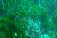 Odax pullus