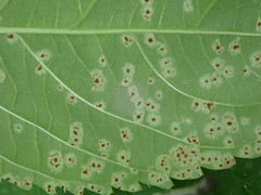 Puccinia komarovii