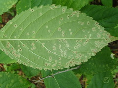 Puccinia komarovii