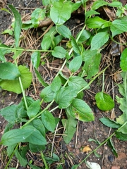 Asyneuma campanuloides