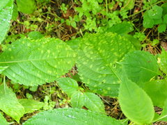 Puccinia komarovii
