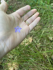 Campanula intercedens