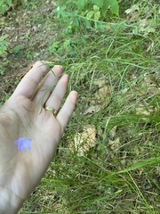 Campanula intercedens