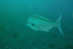 Latridopsis ciliaris