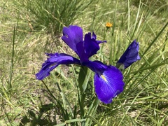 Iris latifolia