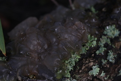 Phaeotremella fimbriata