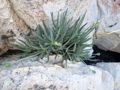 Curio talinoides