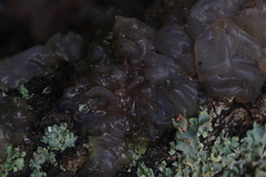 Phaeotremella fimbriata