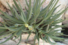 Curio talinoides