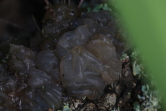 Phaeotremella fimbriata