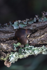 Phaeotremella fimbriata