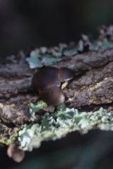 Phaeotremella fimbriata