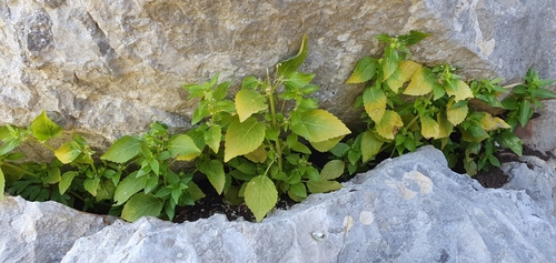 Mercurialis annua subsp. ambigua image