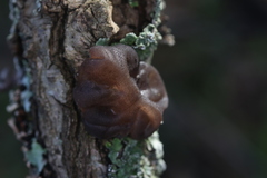 Phaeotremella fimbriata