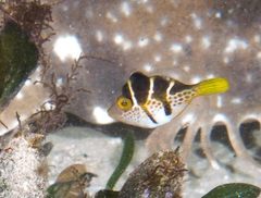 Paraluteres prionurus