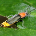 Tricolor Soldier Beetle - Photo (c) Pete Woodall, some rights reserved (CC BY-NC), uploaded by Pete Woodall