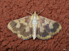 Polygrammodes langdonalis