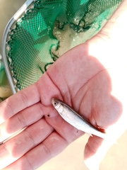 Squalius peloponensis