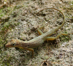 Anolis sabanus
