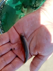 Squalius peloponensis