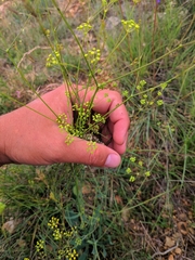 Bupleurum rigidum