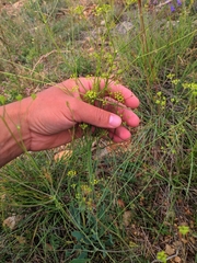 Bupleurum rigidum