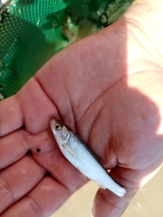 Squalius peloponensis