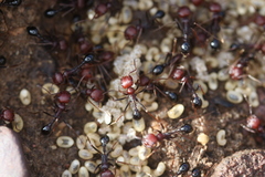 Ocymyrmex barbiger