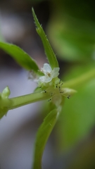 Mercurialis annua subsp. ambigua image