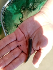 Squalius peloponensis