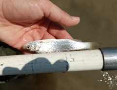 Squalius peloponensis