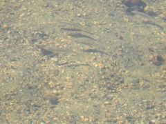 Fundulus diaphanus menona