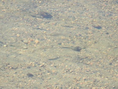 Fundulus diaphanus menona