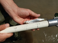 Squalius peloponensis