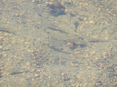 Fundulus diaphanus menona