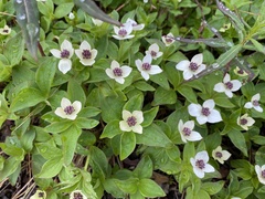 Cornus unalaschkensis