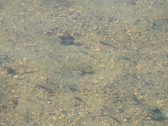 Fundulus diaphanus menona