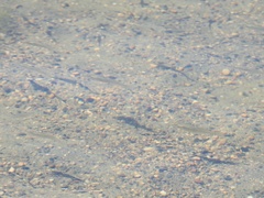 Fundulus diaphanus menona