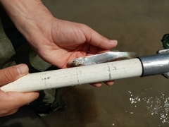 Squalius peloponensis