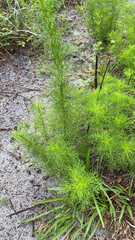 Eupatorium capillifolium image